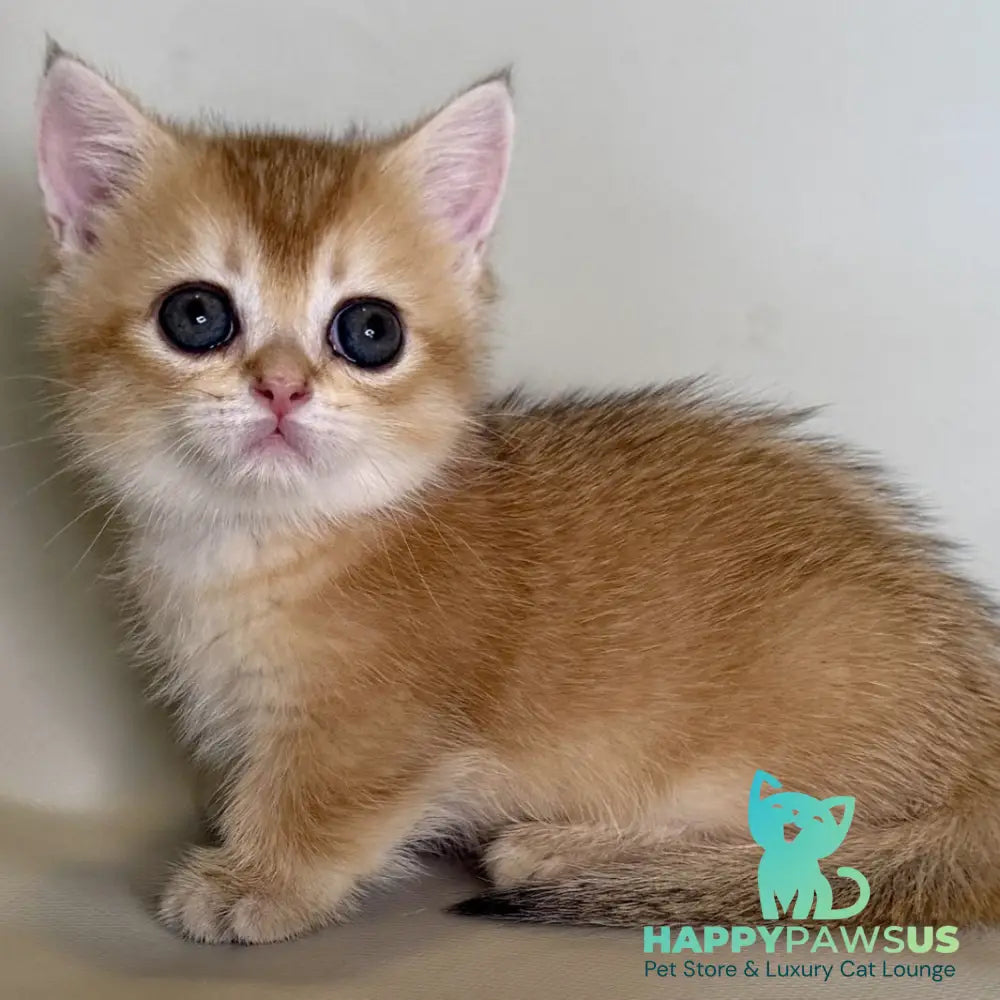 Quirka Munchkin female black golden shaded - live animals
