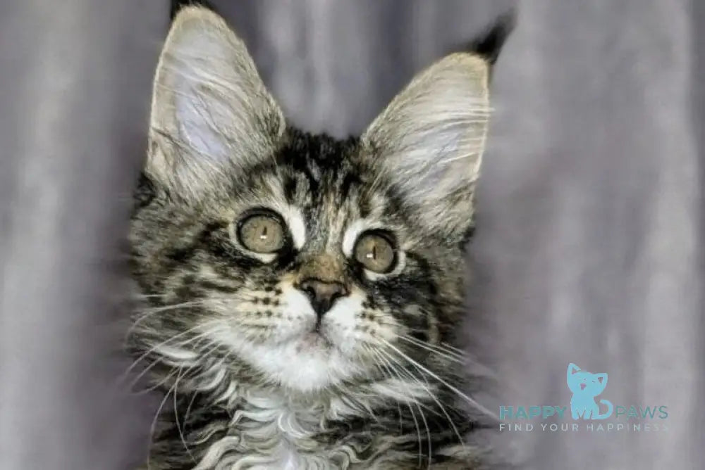 Quisha Maine Coon female black tortie silver tabby live animals