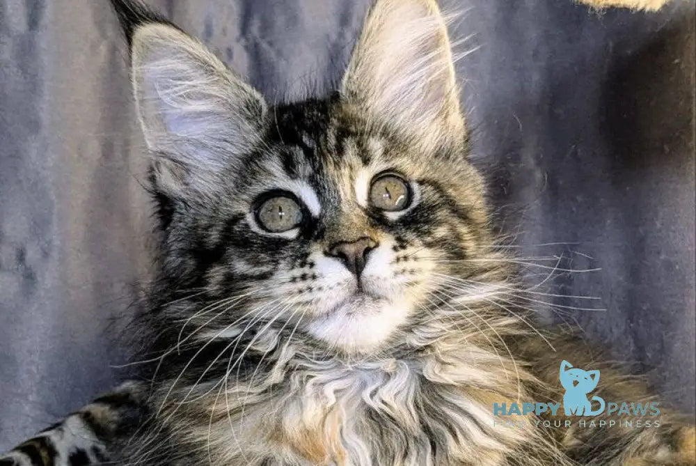 Quisha Maine Coon female black tortie silver tabby live animals