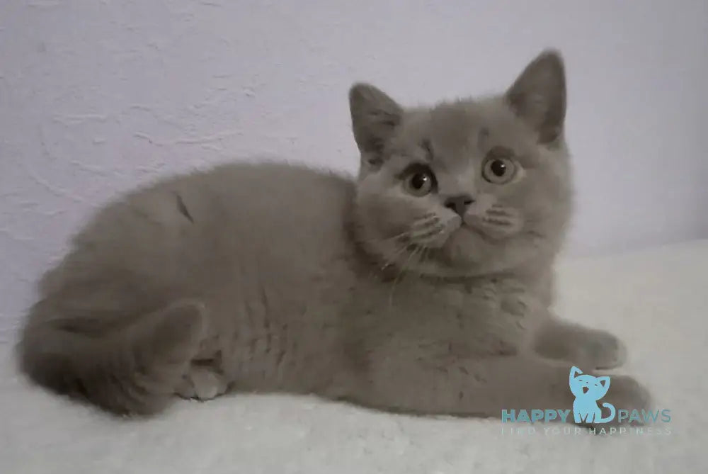 Quishe British Shorthair male lilac live animals