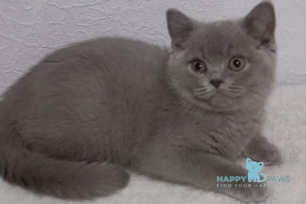 Quishe British Shorthair male lilac live animals