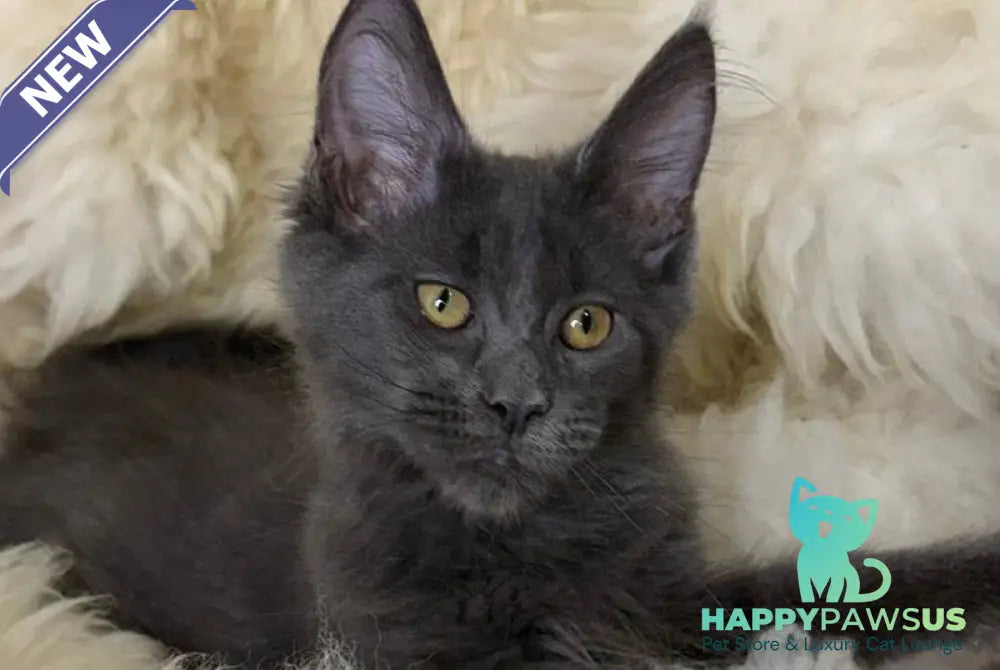 Quix Maine Coon male blue - live animals