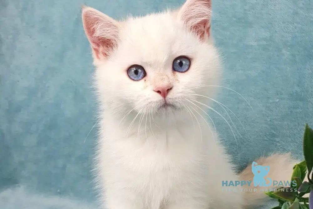 Quixy British Shorthair female lilac golden chinchilla pointed live animals