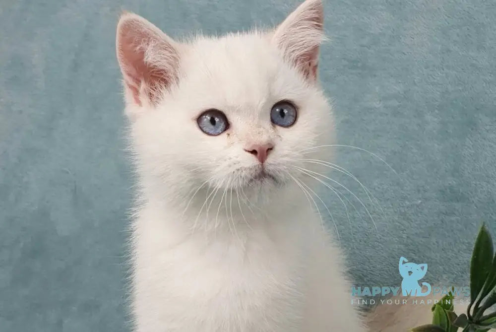Quixy British Shorthair female lilac golden chinchilla pointed live animals