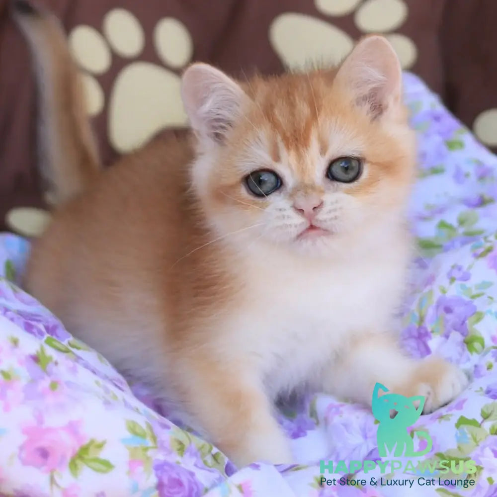 Qumquat British Shorthair male black golden chinchilla - live animals