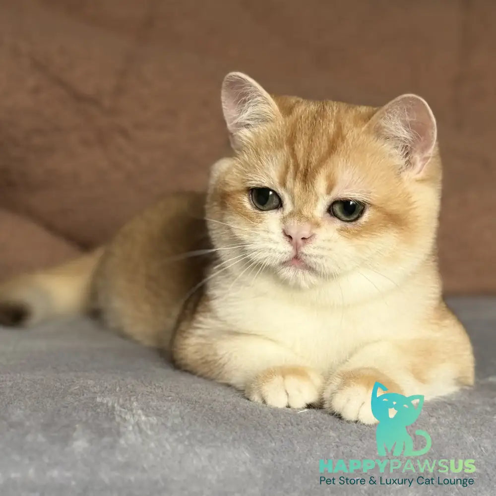 Qumquat British Shorthair male black golden chinchilla - live animals