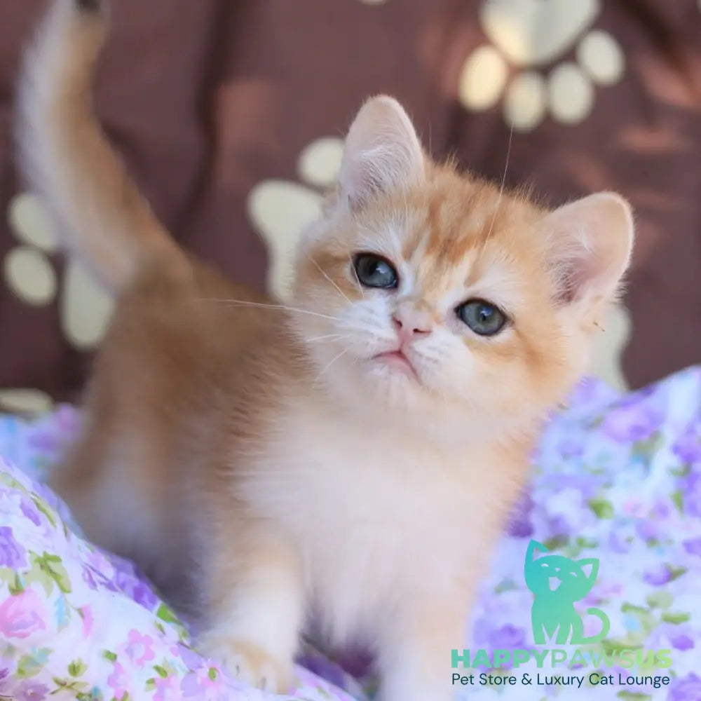 Qumquat British Shorthair male black golden chinchilla - live animals