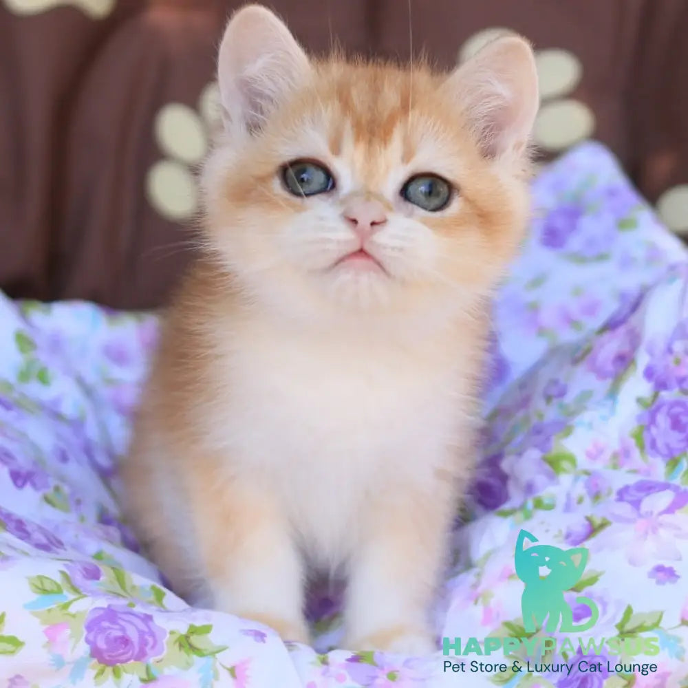 Qumquat British Shorthair male black golden chinchilla - live animals
