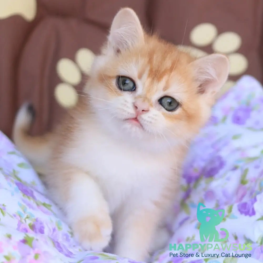 Qumquat British Shorthair male black golden chinchilla - live animals