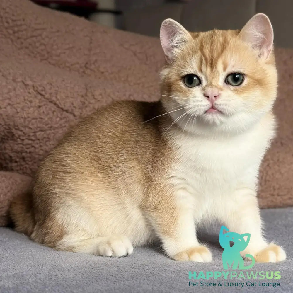 Qumquat British Shorthair male black golden chinchilla - live animals