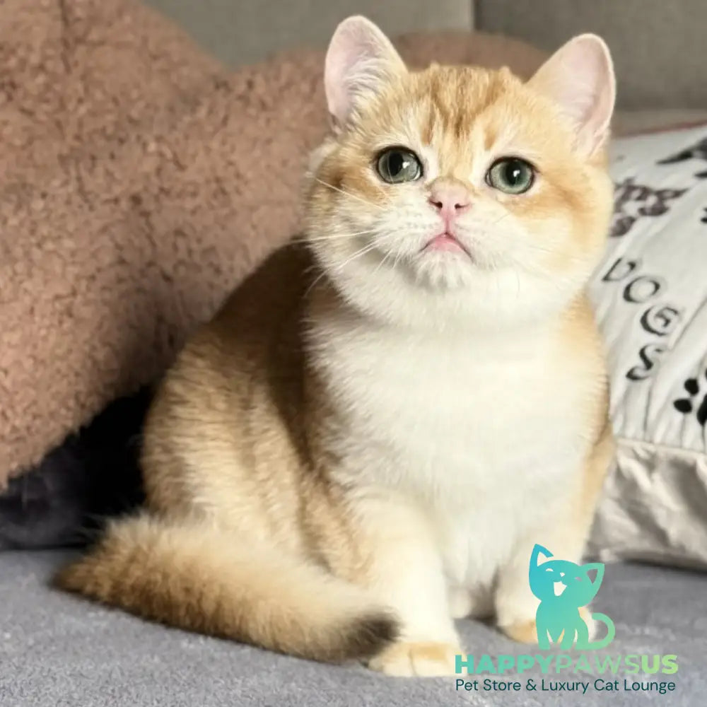 Qumquat British Shorthair male black golden chinchilla - live animals