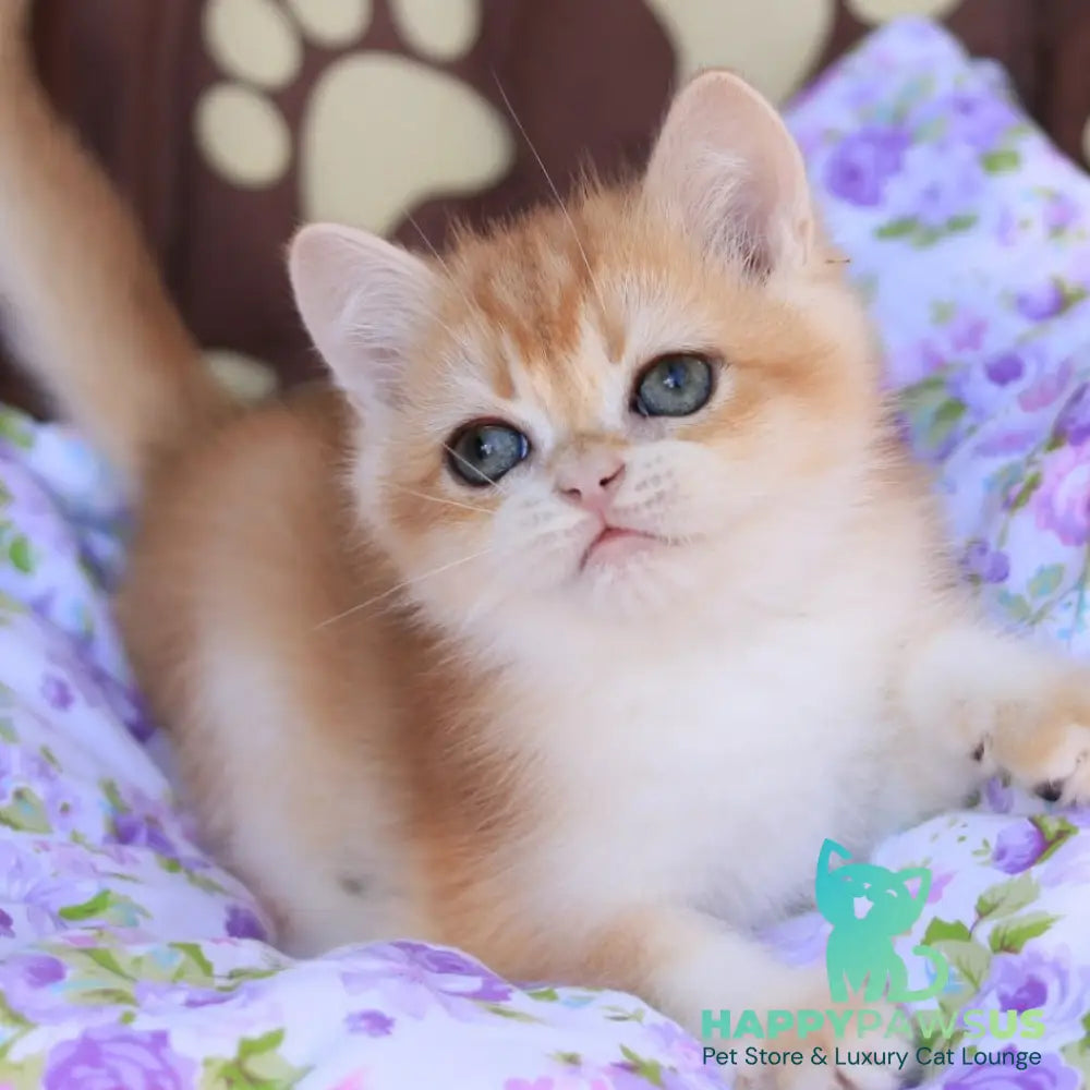 Qumquat British Shorthair male black golden chinchilla - live animals