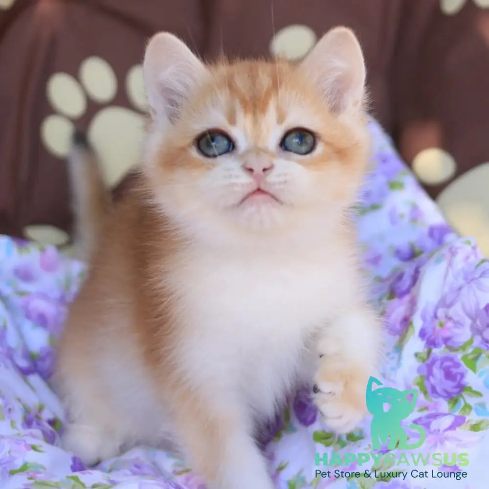 Qumquat British Shorthair male black golden chinchilla - live animals