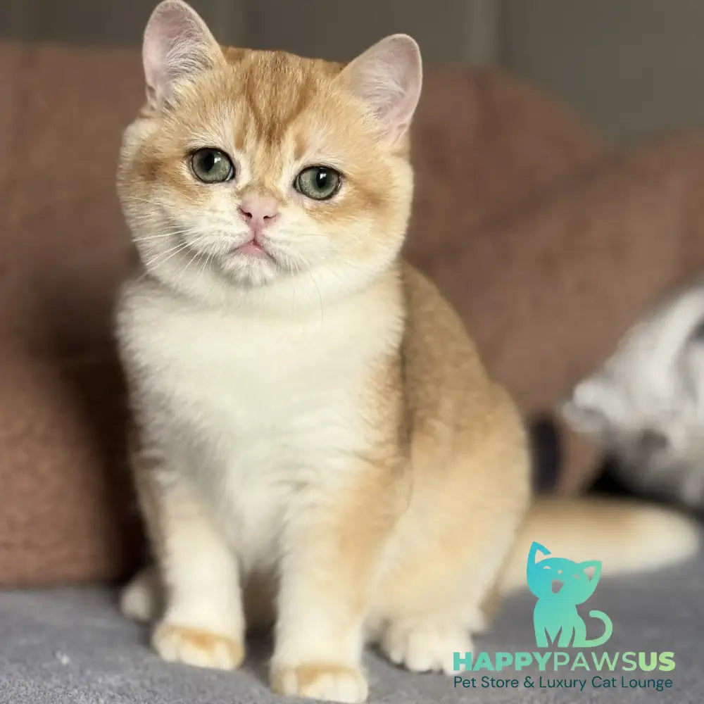 Qumquat British Shorthair male black golden chinchilla - live animals