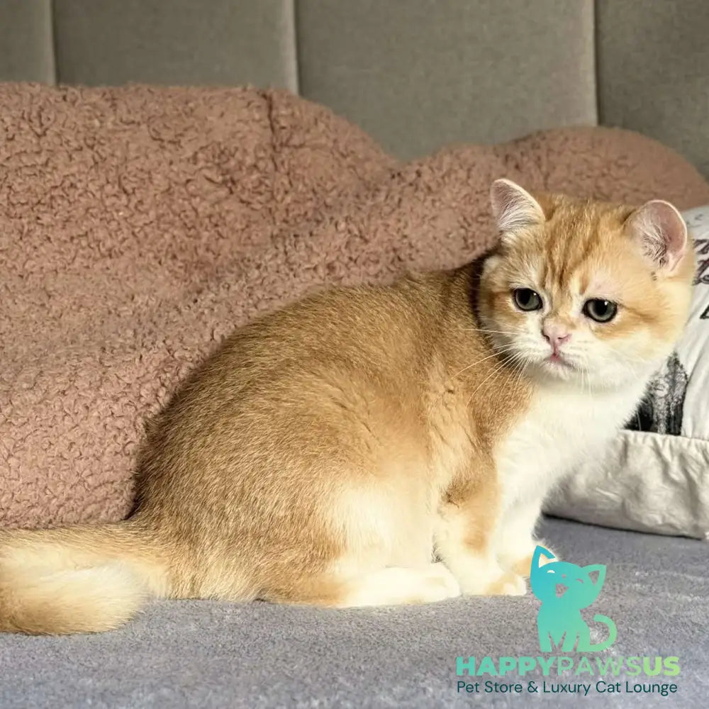 Qumquat British Shorthair male black golden chinchilla - live animals