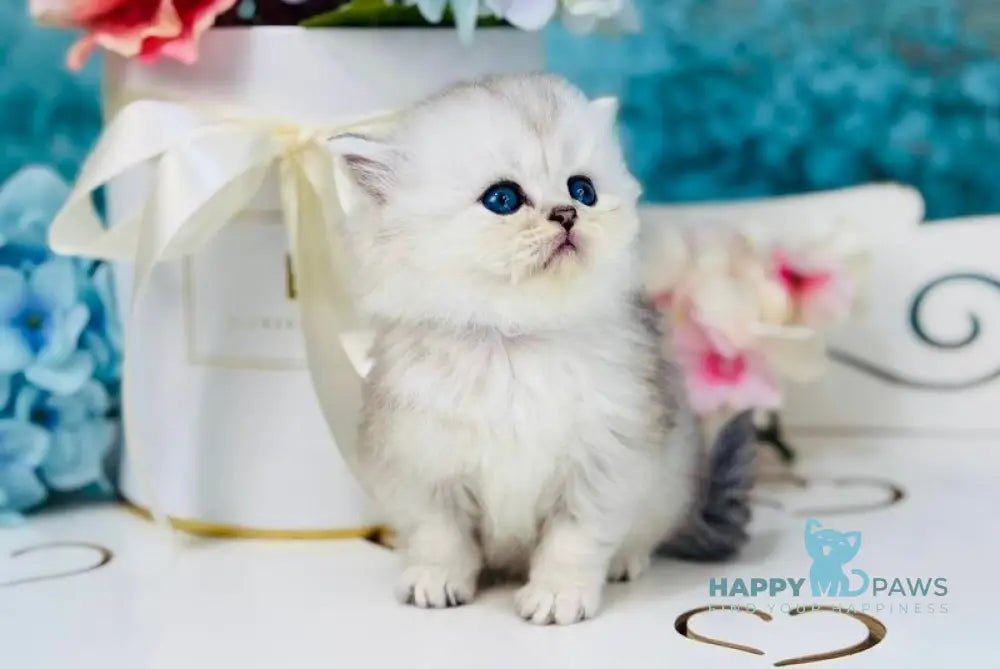 Quo Scottish Straight male black silver shaded live animals