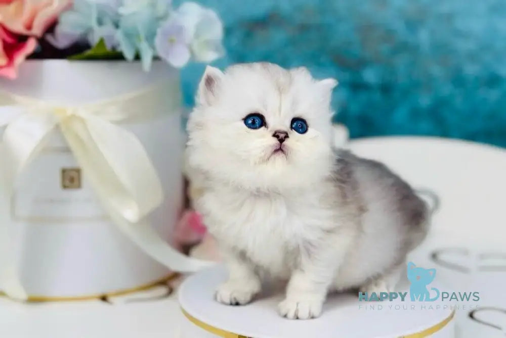 Quo Scottish Straight male black silver shaded live animals