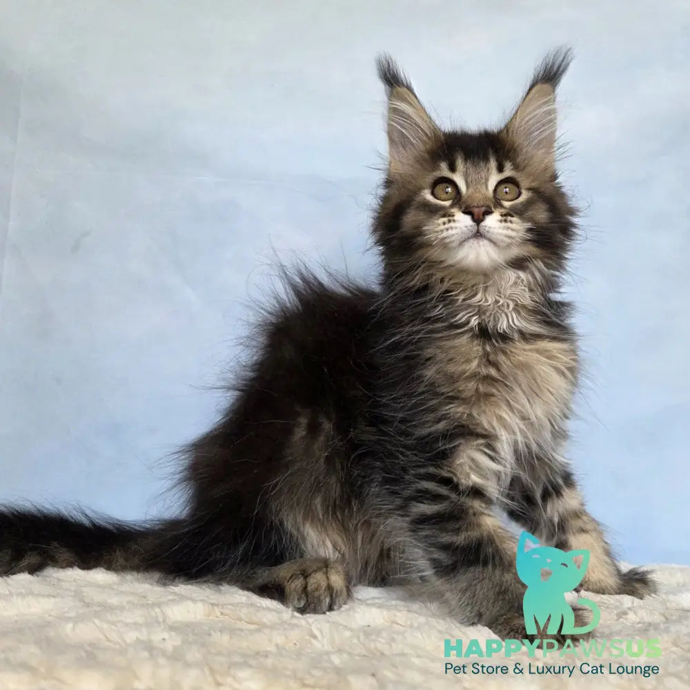 Quokka Maine Coon female black ticked tabby - live animals