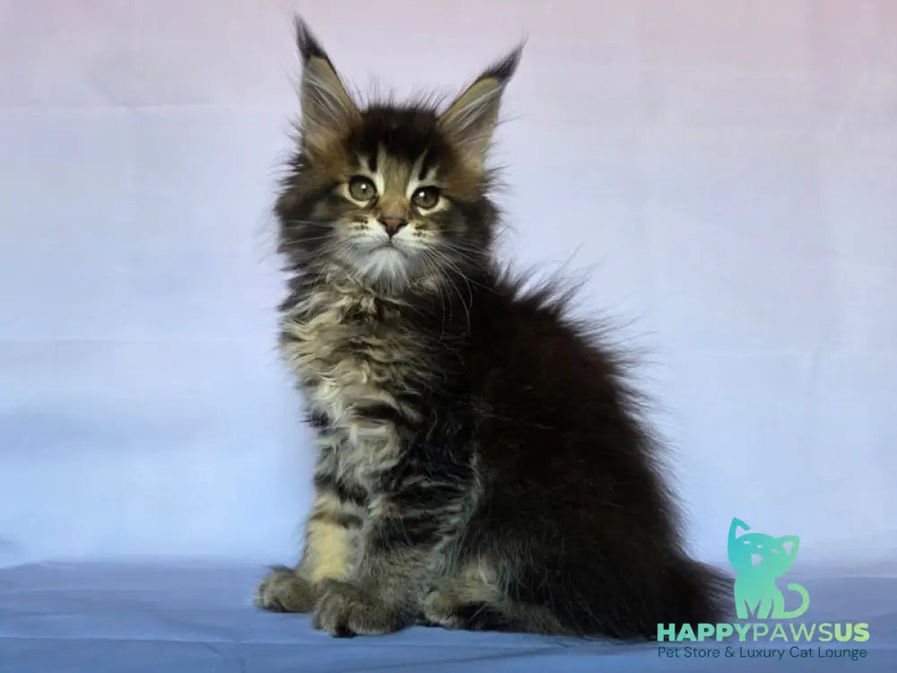 Quokka Maine Coon female black ticked tabby - live animals