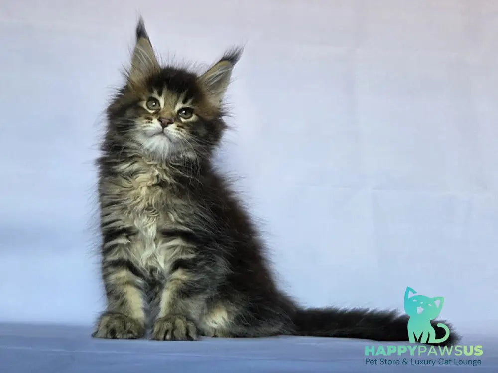 Quokka Maine Coon female black ticked tabby - live animals