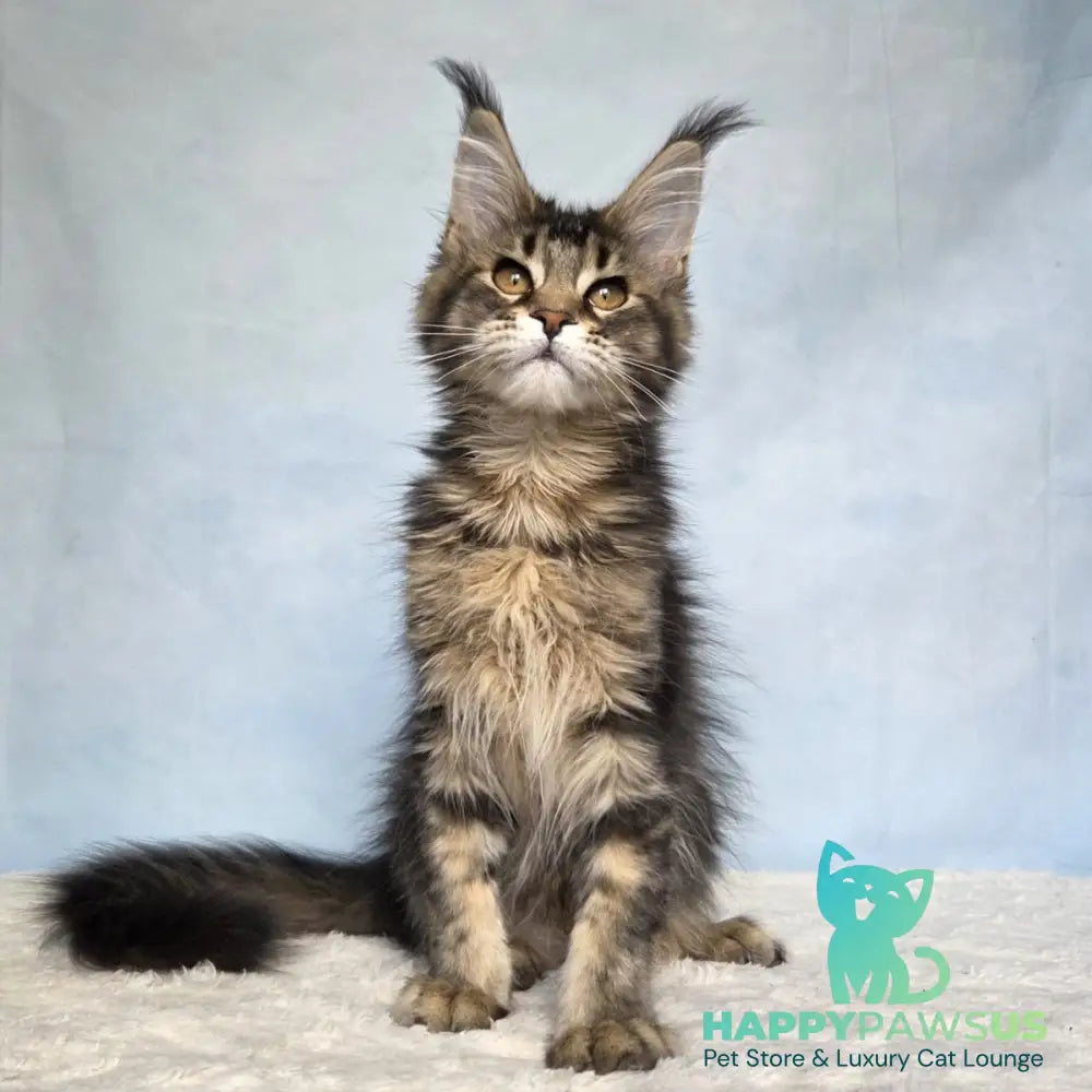 Quokka Maine Coon female black ticked tabby - live animals
