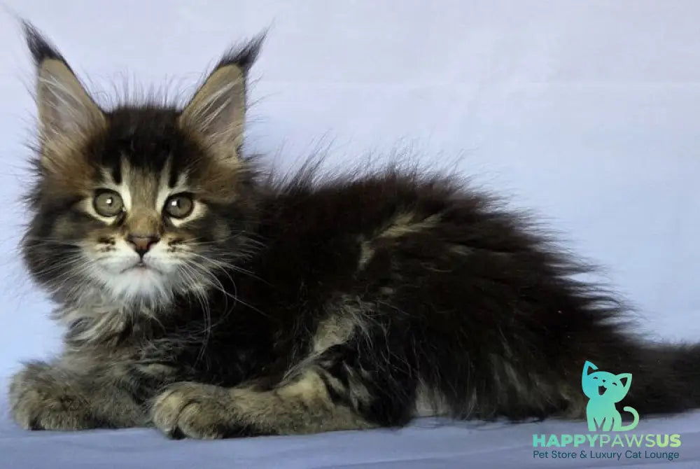 Quokka Maine Coon female black ticked tabby - live animals