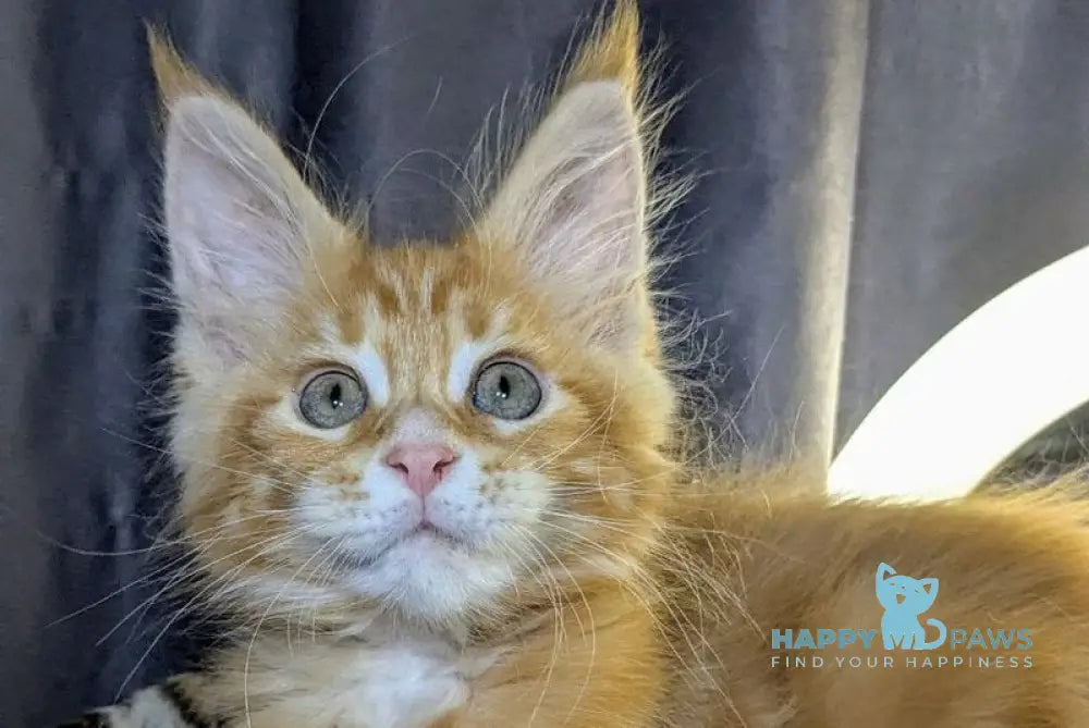 Quora Maine Coon female red tabby live animals