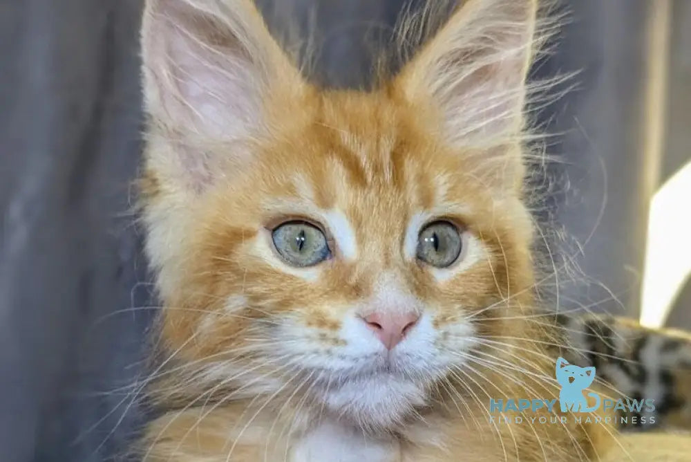 Quora Maine Coon female red tabby live animals