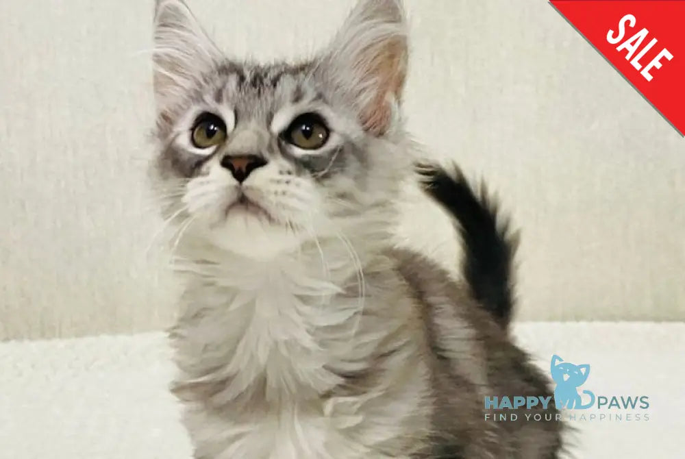 Quorra Maine Coon female black silver tabby live animals