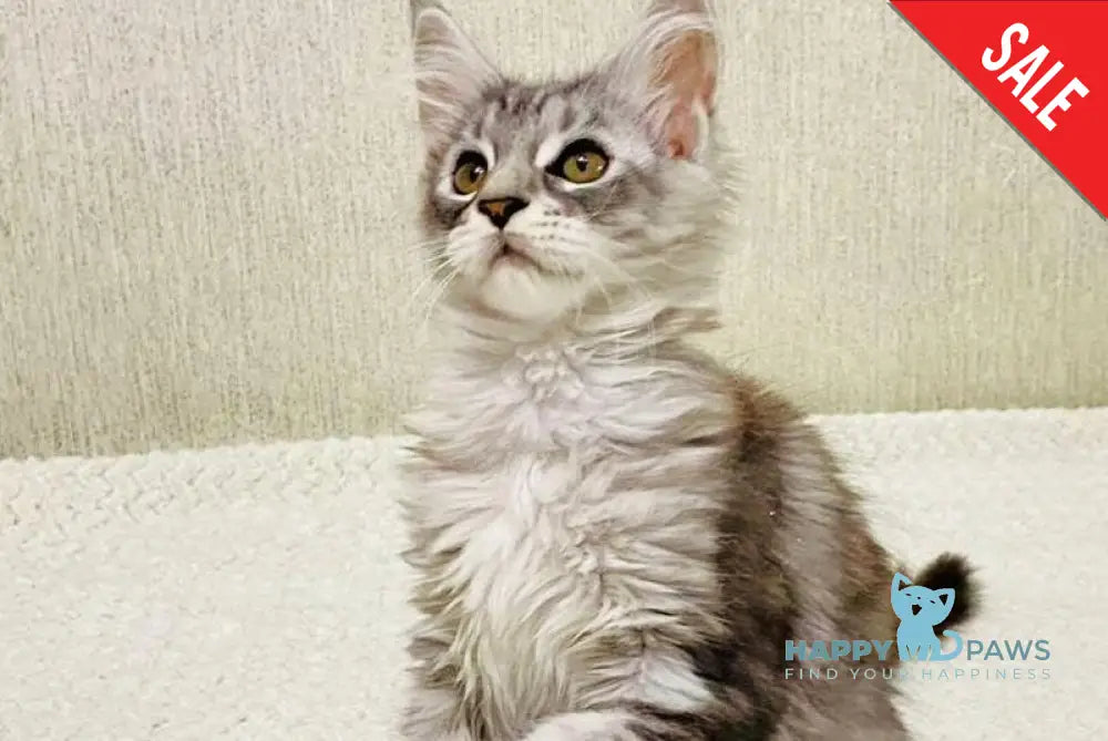Quorra Maine Coon female black silver tabby live animals