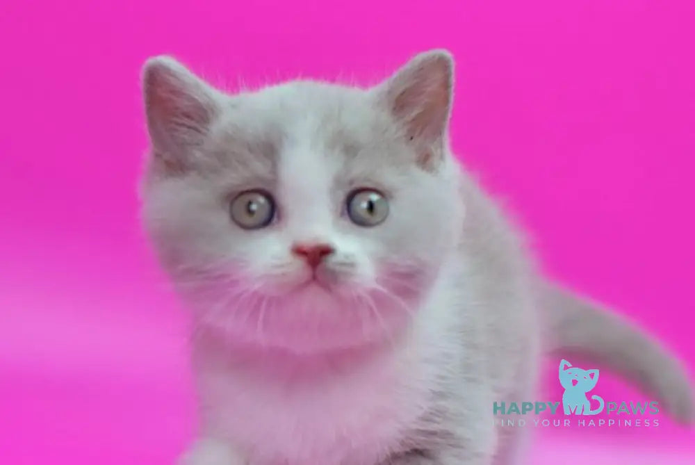 Quper British Shorthair male lilac bicolour live animals