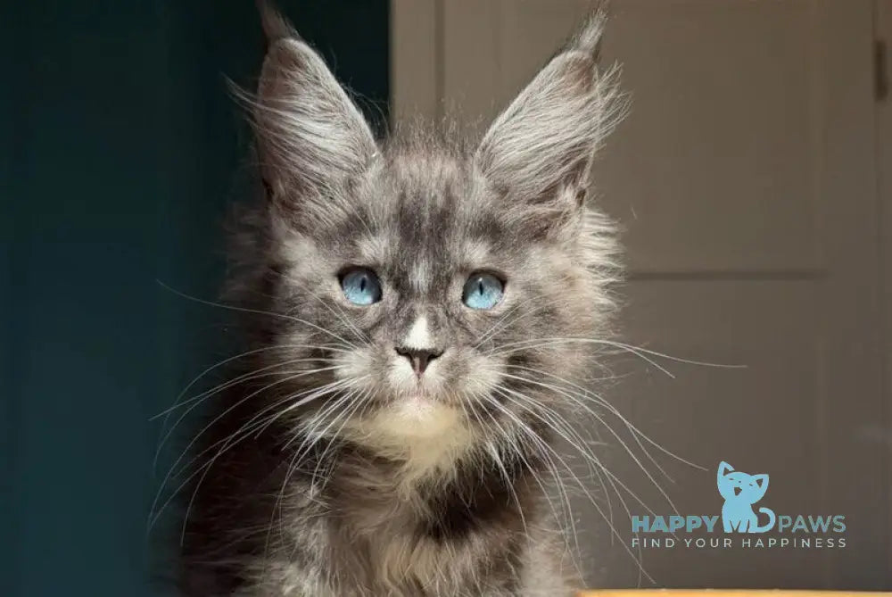 Quq Maine Coon male black silver with white - live animals