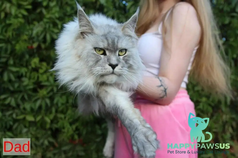 Quwentyn Maine Coon male black silver live animals