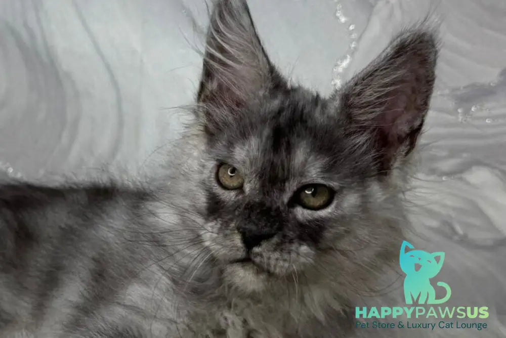 Quwentyn Maine Coon male black silver live animals