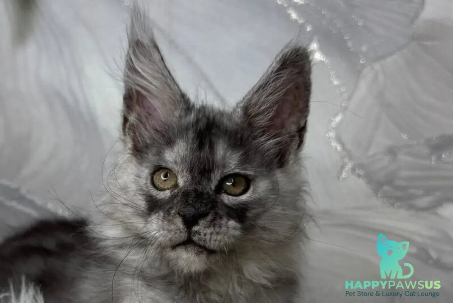 Quwentyn Maine Coon male black silver live animals