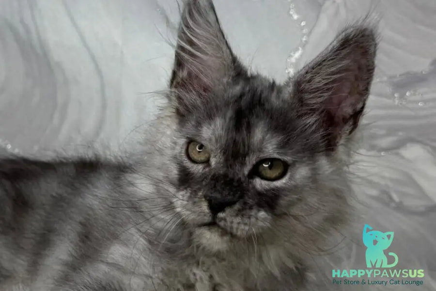 Quwentyn Maine Coon male black silver live animals