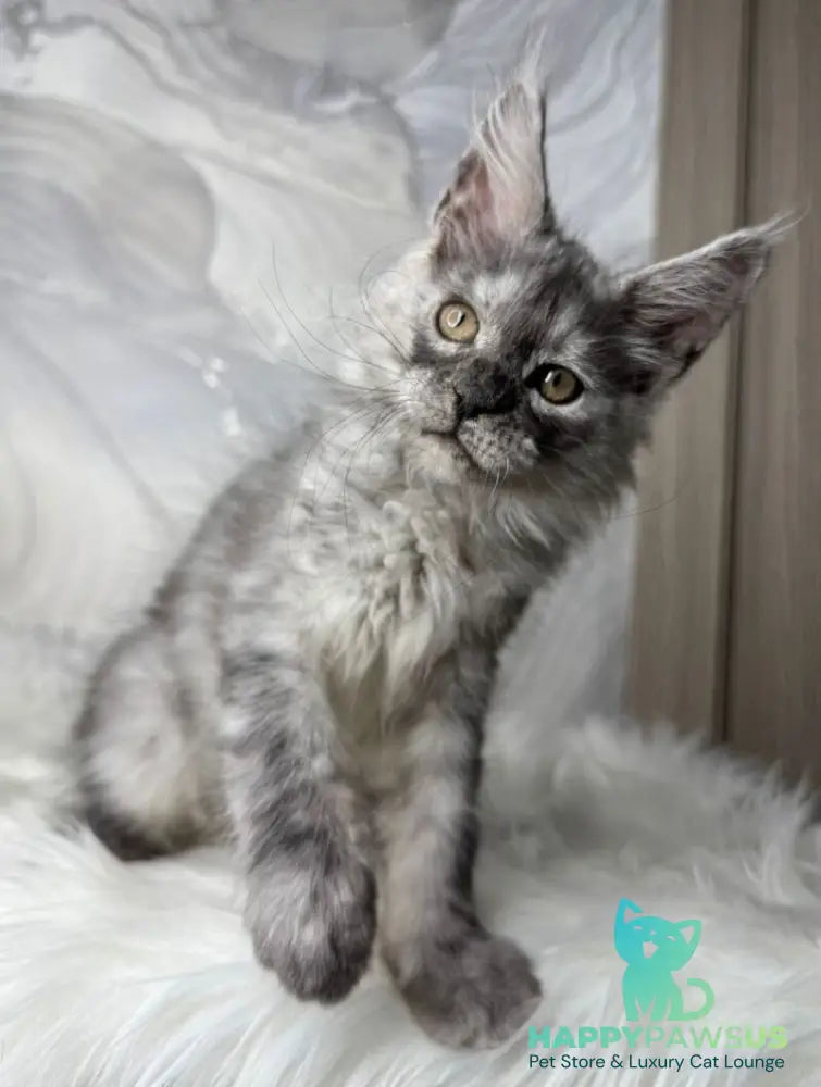 Quwentyn Maine Coon male black silver live animals