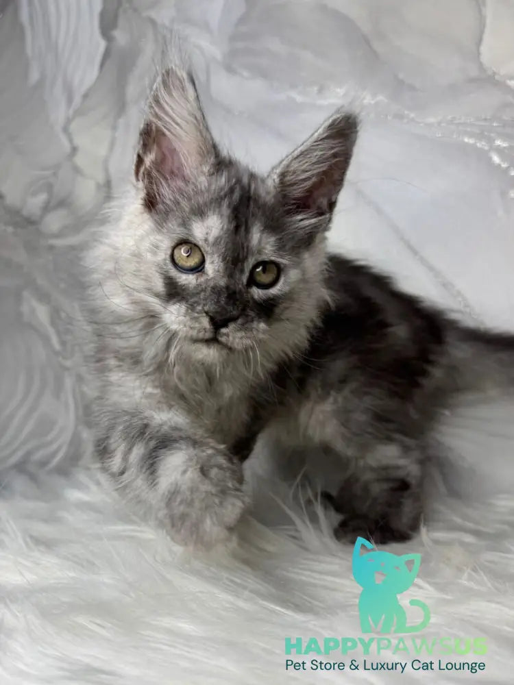 Quwentyn Maine Coon male black silver live animals