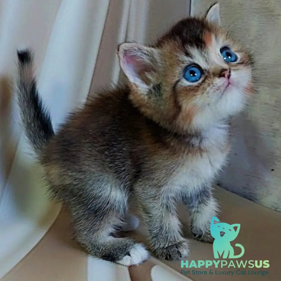 Qyara British Shorthair female black tortie with white ticked tabby - live animals