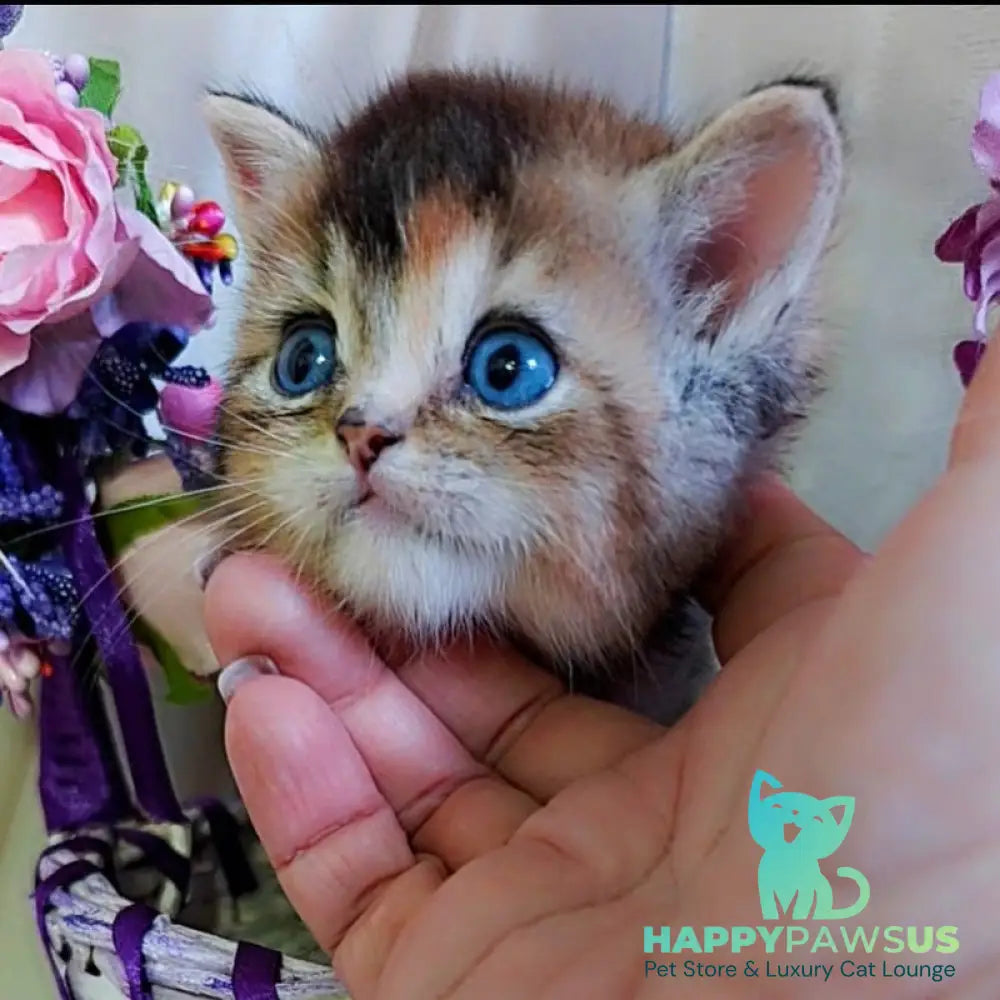 Qyara British Shorthair female black tortie with white ticked tabby - live animals
