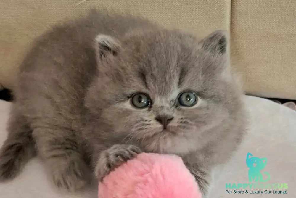 Rabbi British Longhair male blue - live animals