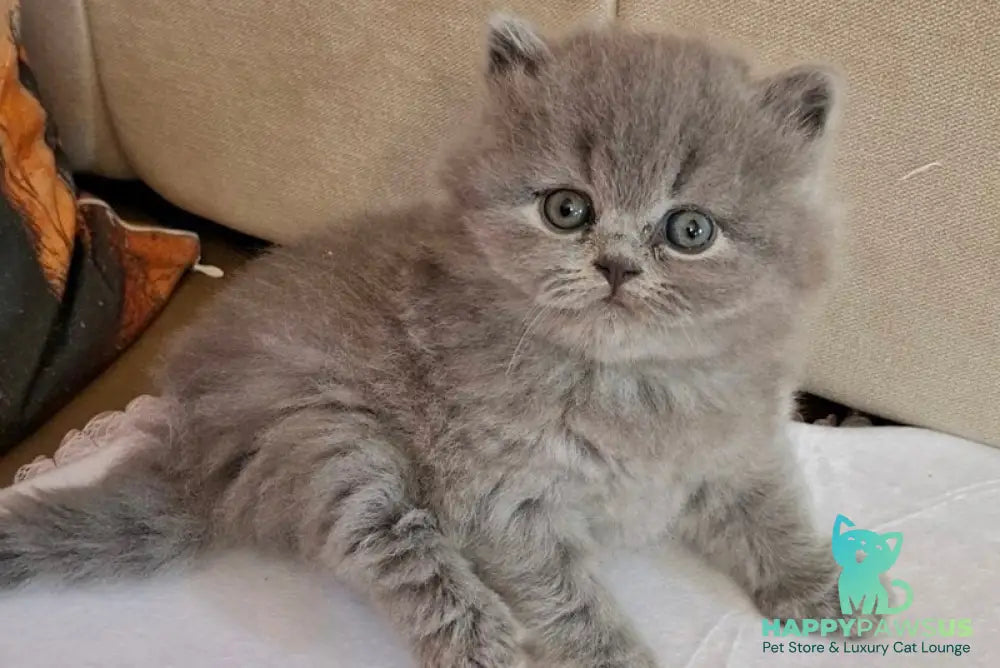 Rabbi British Longhair male blue - live animals