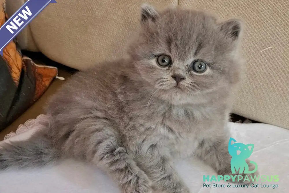 Rabbi British Longhair male blue - live animals