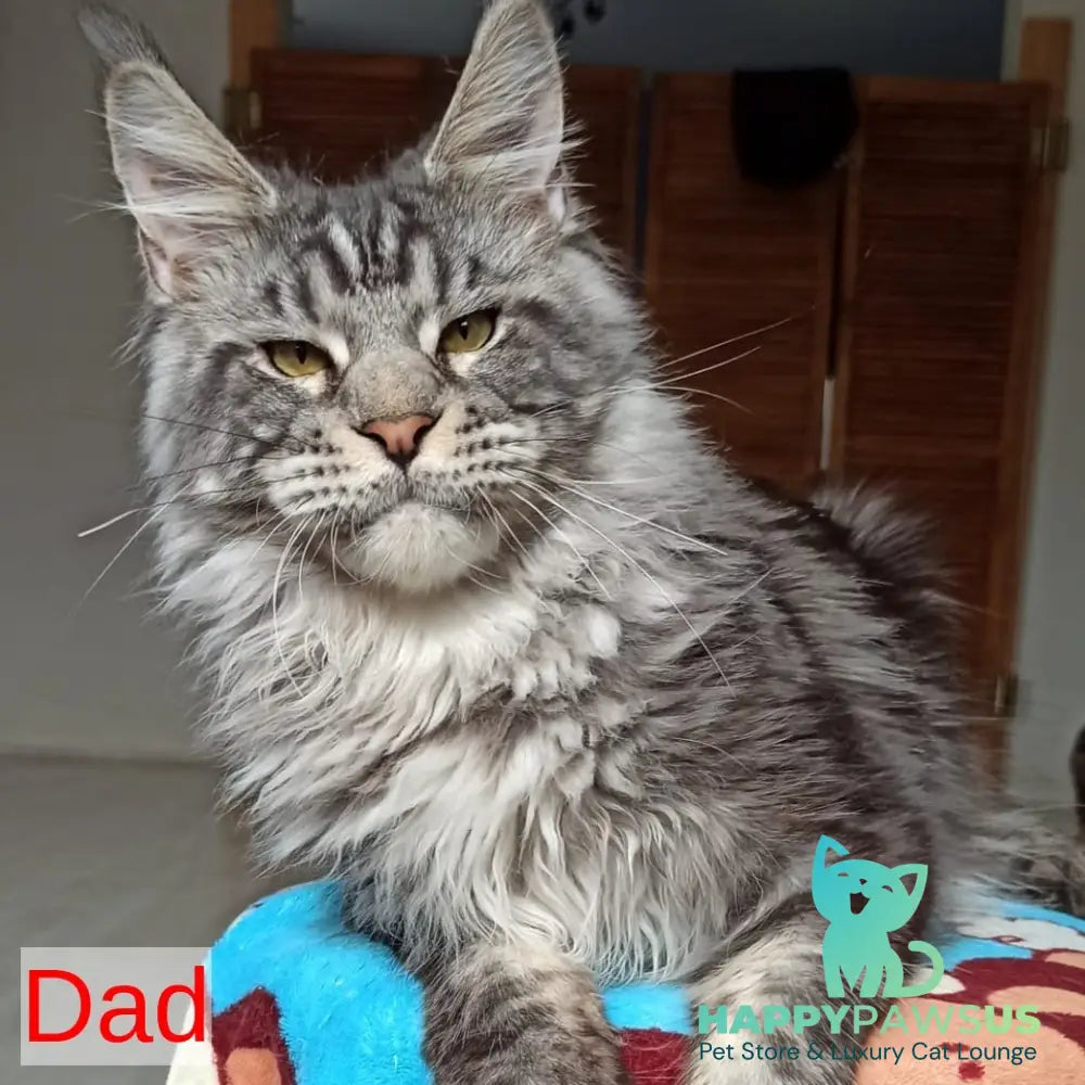 Rachel Maine Coon female black silver tabby - live animals