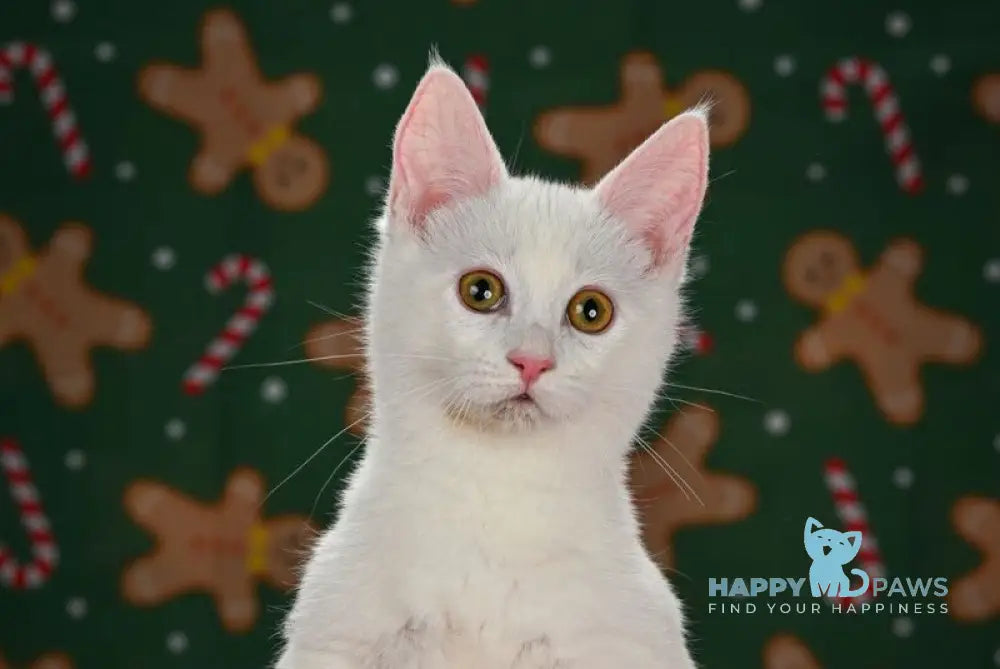 Radic Munchkin male black tabby van live animals