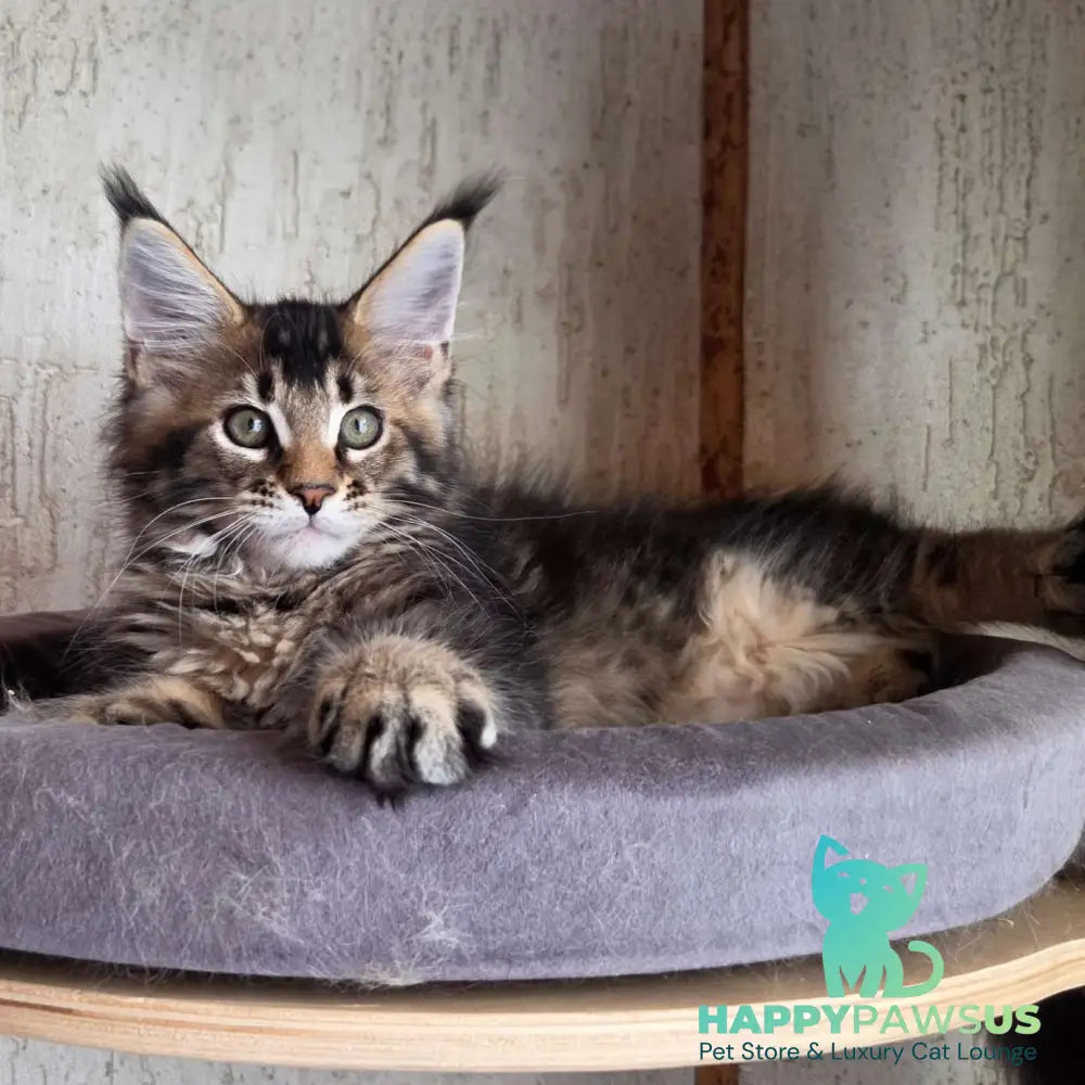 Radimir Maine Coon male black ticked tabby - live animals