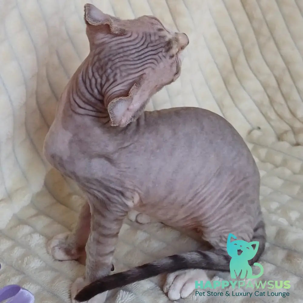 Radmila Elf female chocolate bicolour tabby - live animals