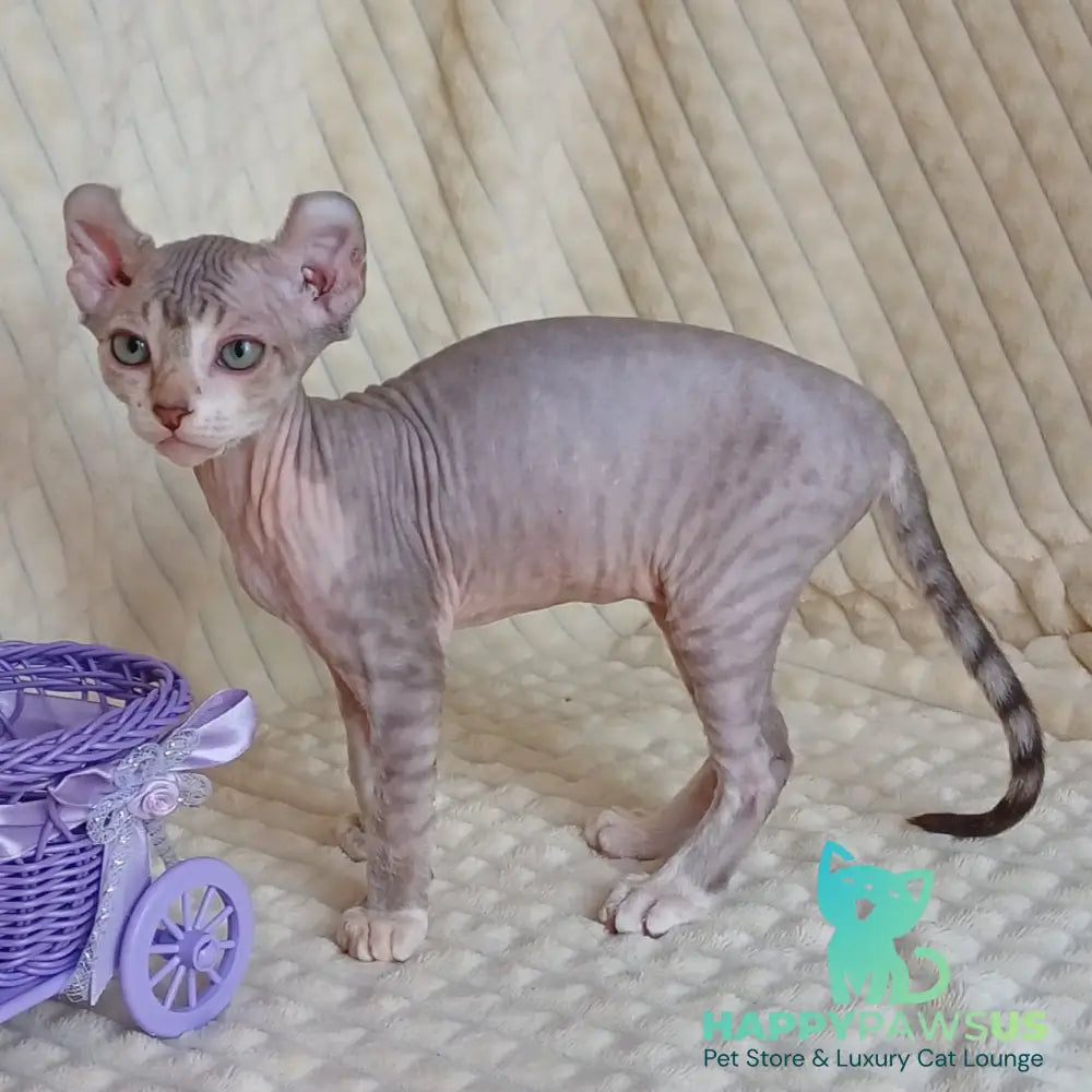 Radmila Elf female chocolate bicolour tabby - live animals