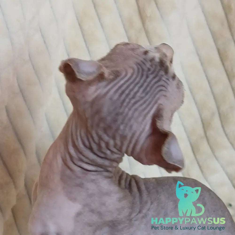 Radmila Elf female chocolate bicolour tabby - live animals