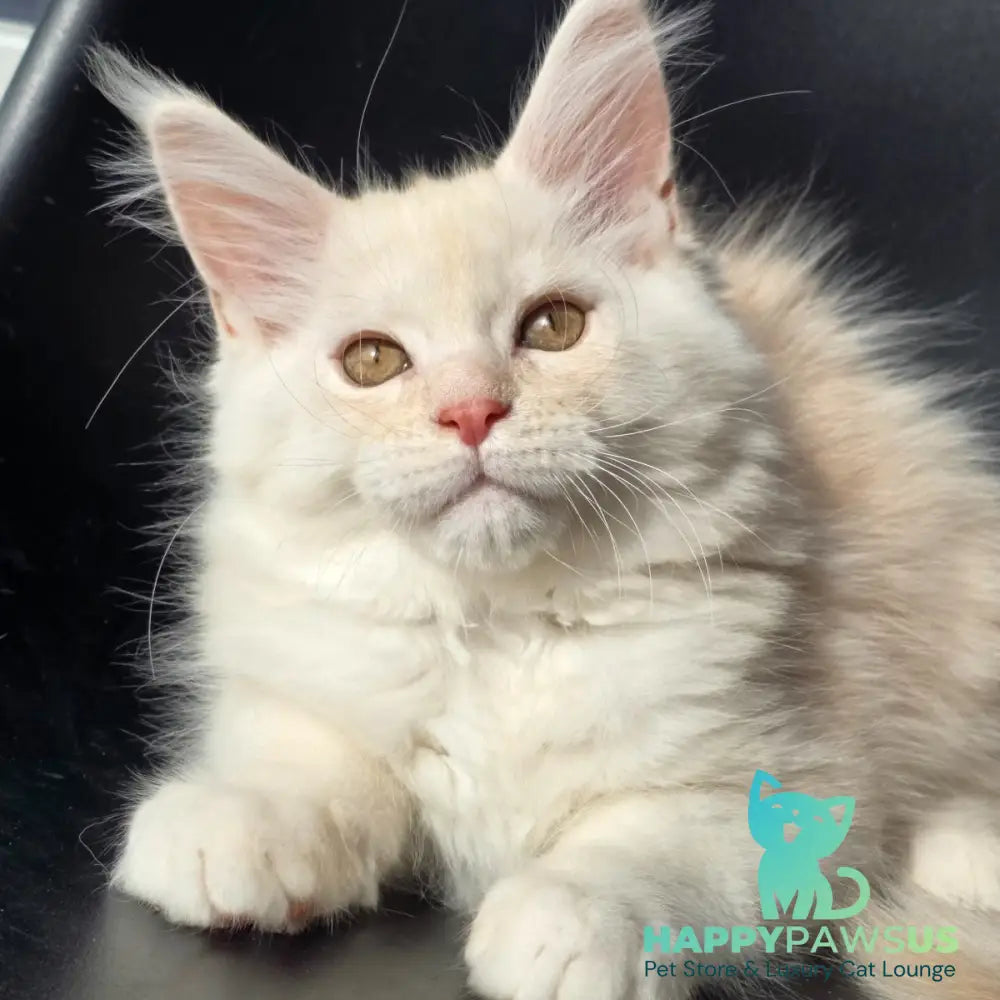 Rafael Maine Coon male red silver - live animals
